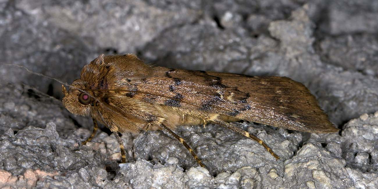 Falena ...in  galleria:  Apopestes spectrum,  Erebidae